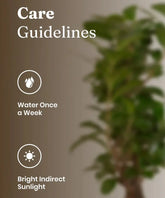 Care guidelines for a plant with water and sunlight icons on a blurred background